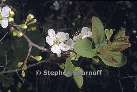 prunus subcordata 4 graphic